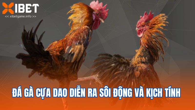 Đá gà cựa dao diễn ra sôi động và kịch tính