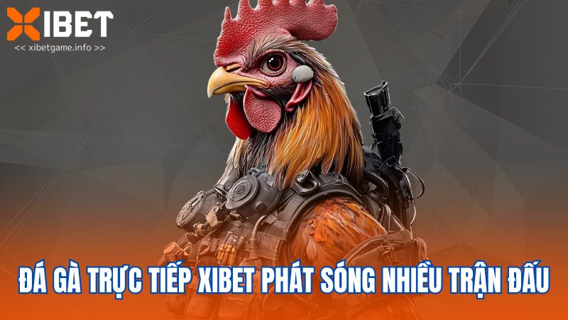 Đá gà trực tiếp XIBET phát sóng nhiều trận đấu